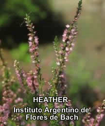 Heather.jpg (9245 bytes)